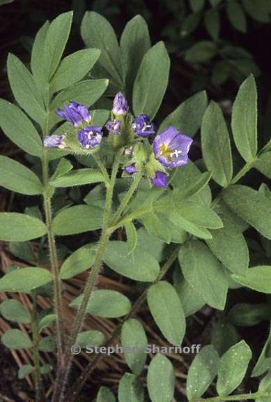 polemonium pulcherrimum 8 graphic